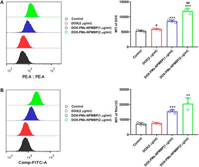 Application of iron oxide nanoparticles in the diagnosis and treatment of leukemia